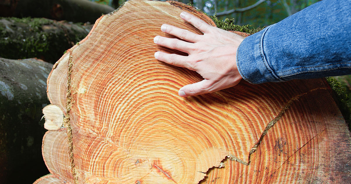 Person's hand on tree stump showing tree rings